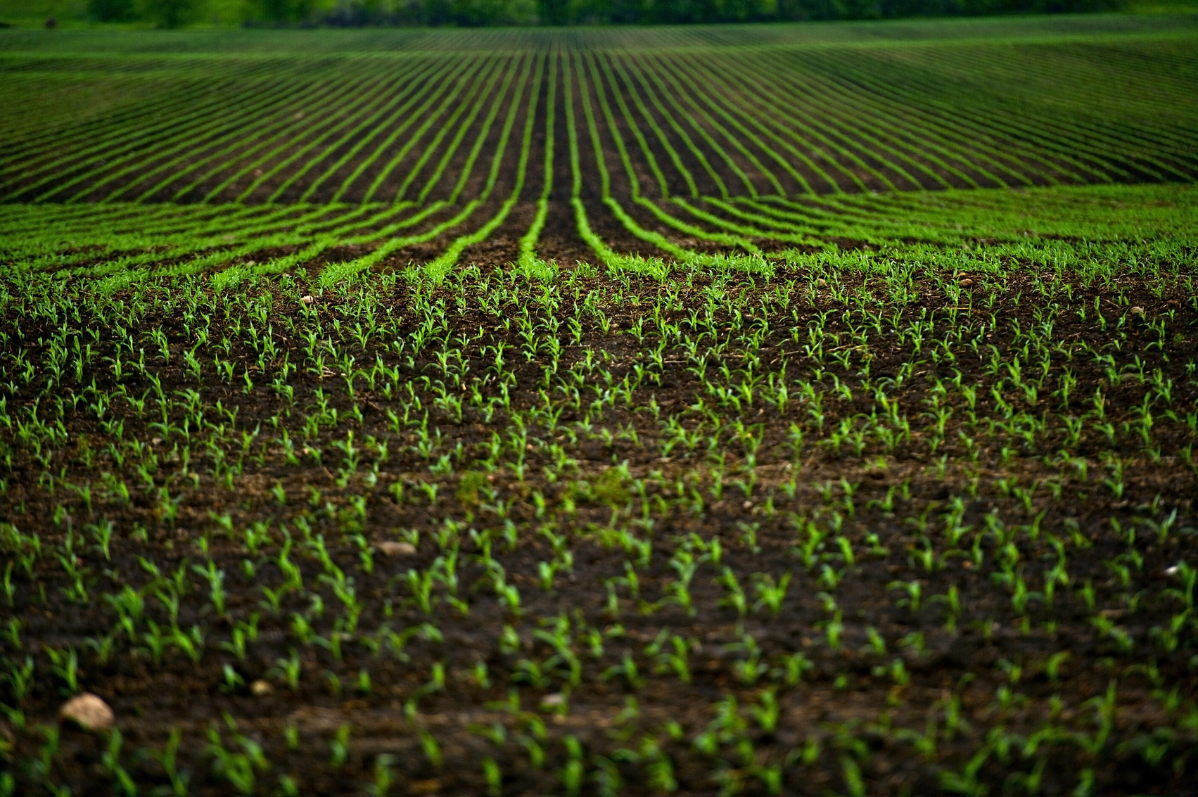 Corn Fields 