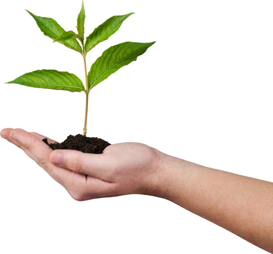 Hand Holding a Plant